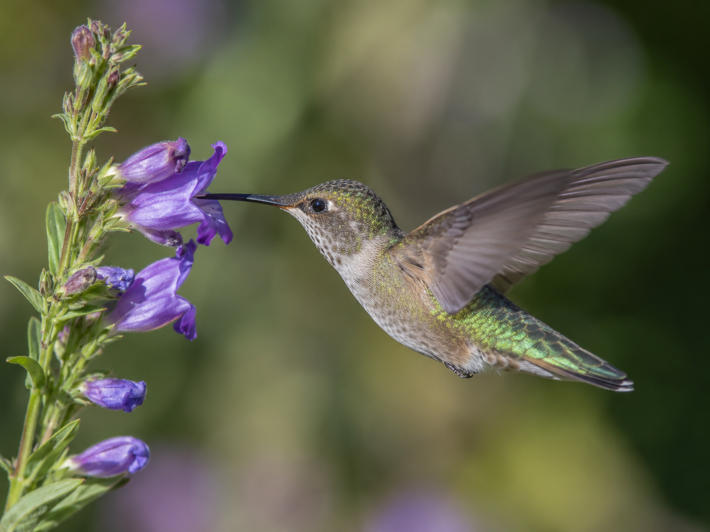 Broad-tailed Hummingbird feeding on purple salvia